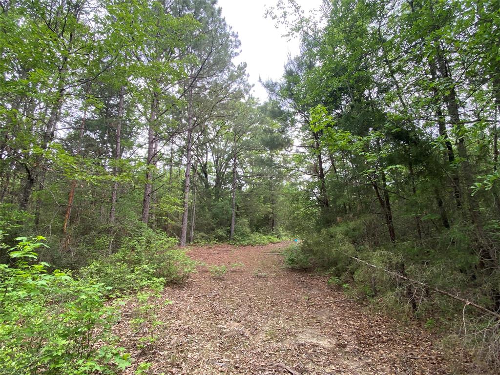 Tbd Flarity Road Jefferson, TX 75657 - Photo 37 of 40 a view of a forest with trees in the background