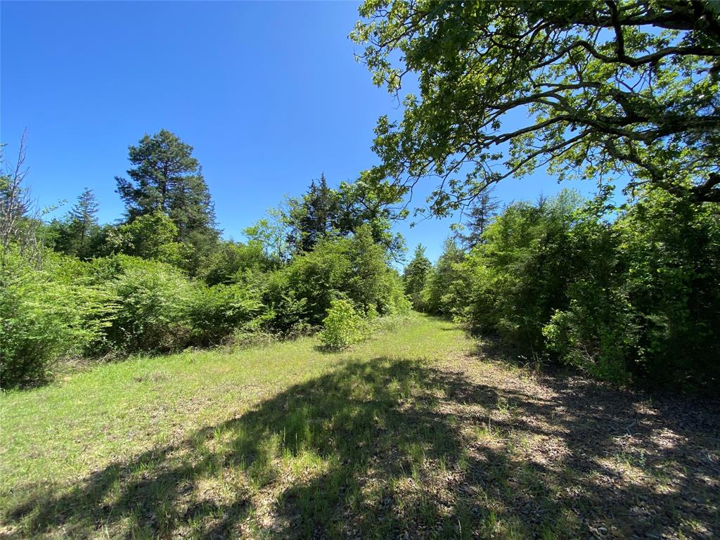 Tbd Flarity Road Jefferson, TX 75657 - Photo 40 of 40 a view of a yard with plants and a tree