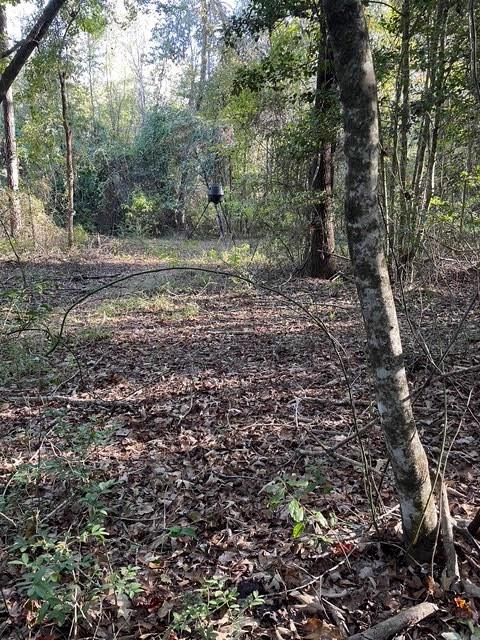 Tbd Flarity Road Jefferson, TX 75657 - Photo 4 of 40 a view of a yard with plants and trees