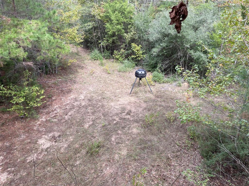 Tbd Flarity Road Jefferson, TX 75657 - Photo 7 of 40 a view of a forest with trees