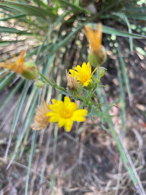 Tbd Flarity Road Jefferson, TX 75657 - Photo 9 of 40 a view of an outdoor space