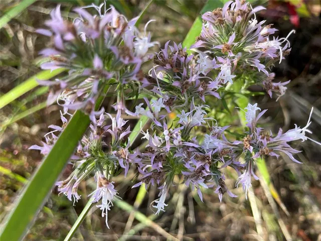 a picture of flowers