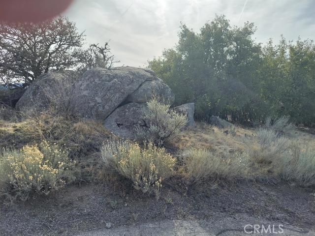 0 Amberwood Court Tehachapi, CA 93561 - Photo 2 of 8 a view of a dry yard with trees