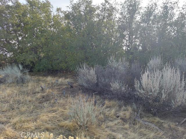 0 Amberwood Court Tehachapi, CA 93561 - Photo 6 of 8 a view of a dry yard with trees