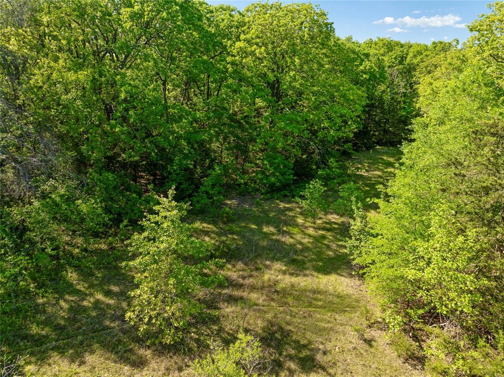 286 Northeast Loop 286 Paris, TX 75460 - Photo 11 of 17 a view of a lush green forest