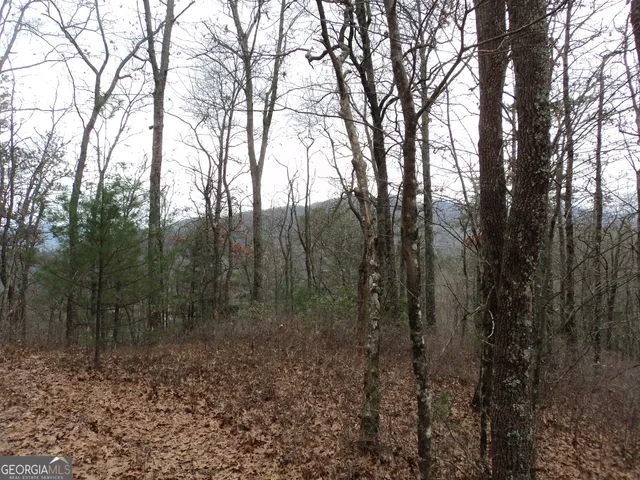 a view of a forest with trees in the background