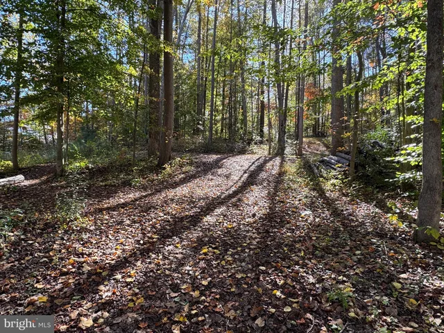 a view of a park that has large trees