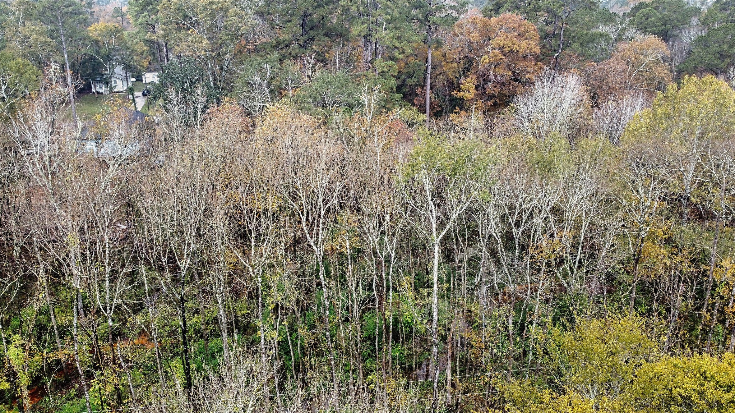 12651 Royal Creek Road Conroe, TX 77303 - Photo 4 of 13 a view of a yard