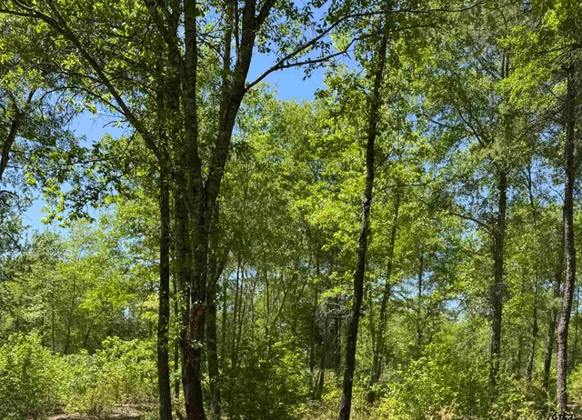 a view of a lush green forest
