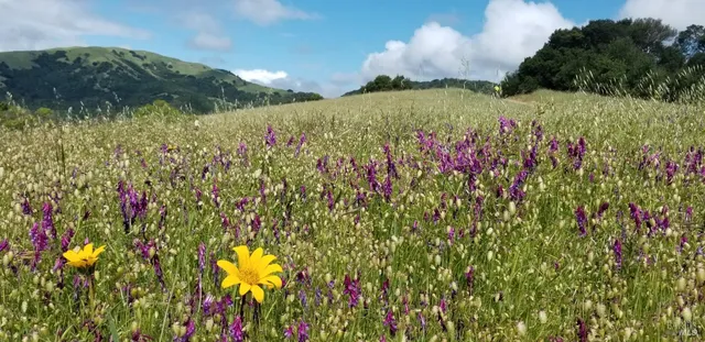 $4,995 | 700 Tamarack Drive, San Rafael, CA 94903