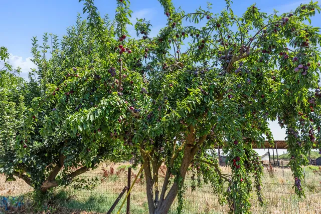 $1,030,000 | 7620 East Grayson Road, Hughson, CA 95326