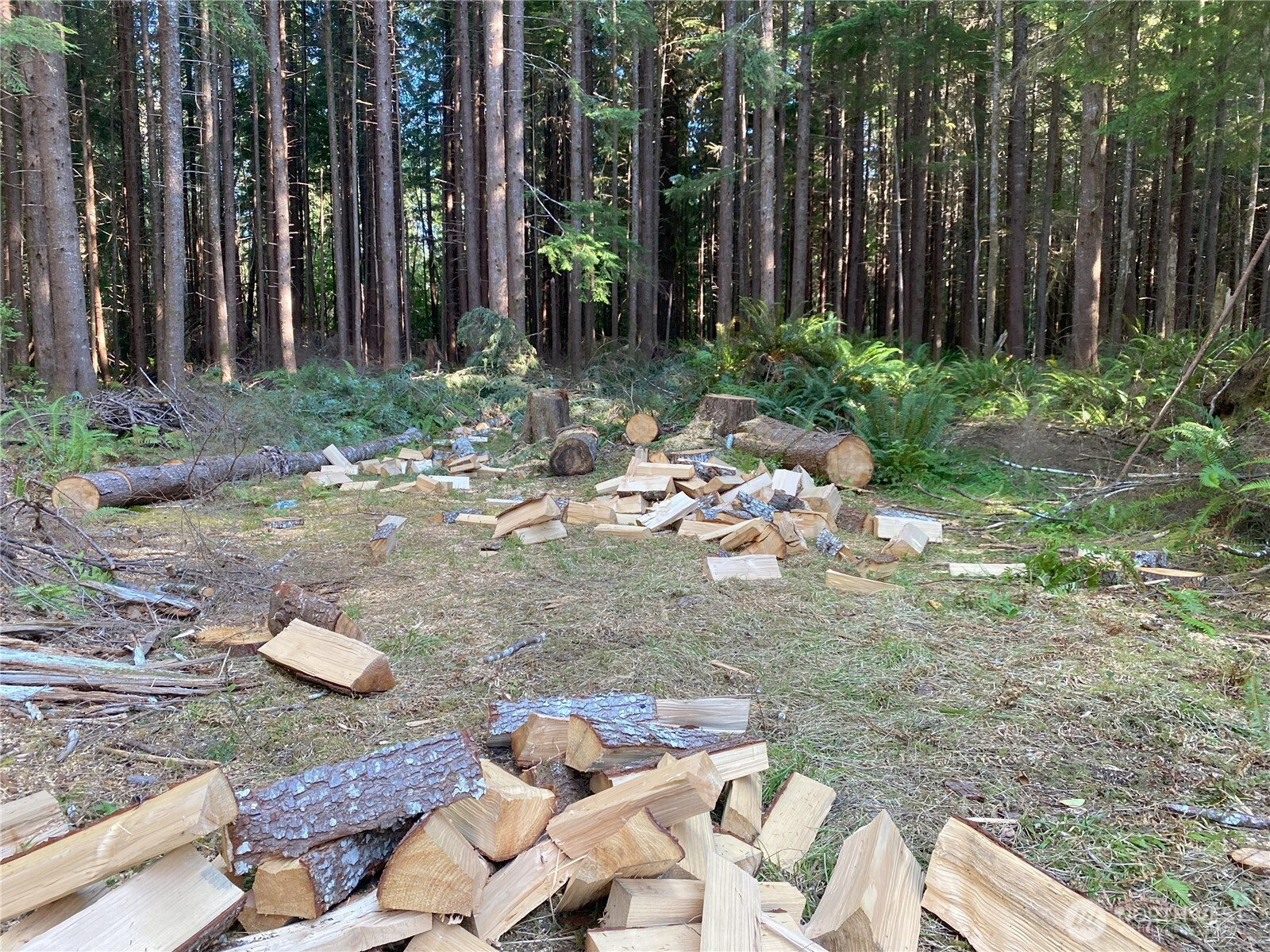 0 Hwy 101 Frks Forks Forks, WA 98331 - Photo 2 of 11 a view of a backyard with chairs and plants