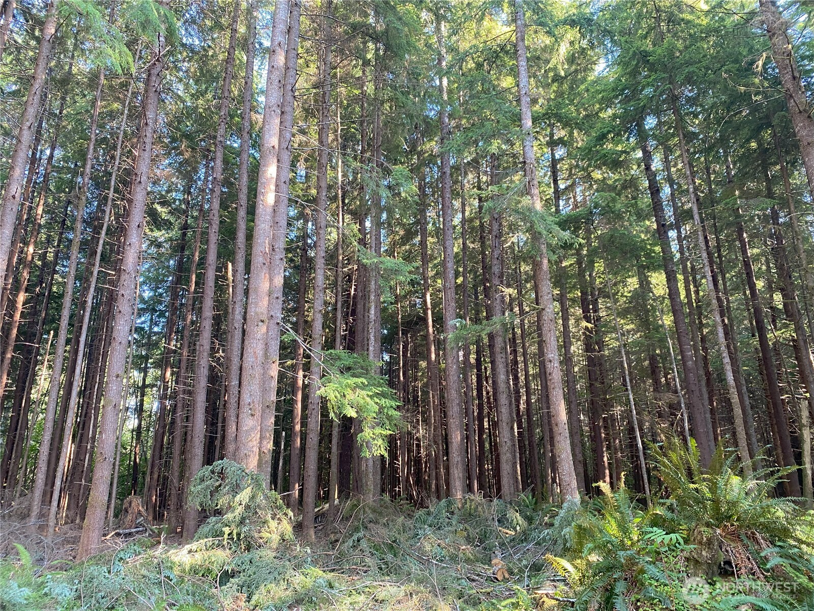 0 Hwy 101 Frks Forks Forks, WA 98331 - Photo 3 of 11 a view of outdoor space and garden