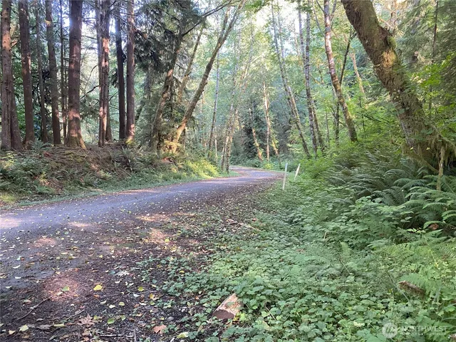 a view of a yard with trees