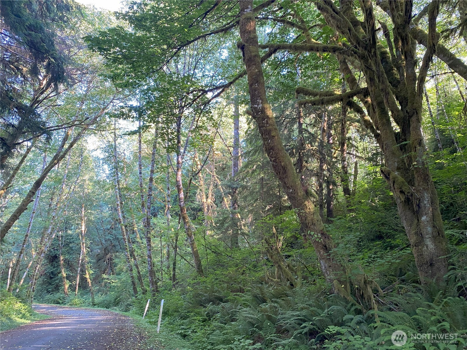 0 Hwy 101 Frks Forks Forks, WA 98331 - Photo 10 of 11 a view of forest