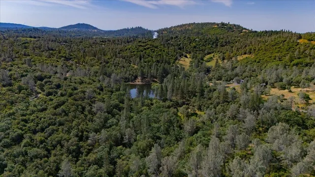 a view of a forest with a street