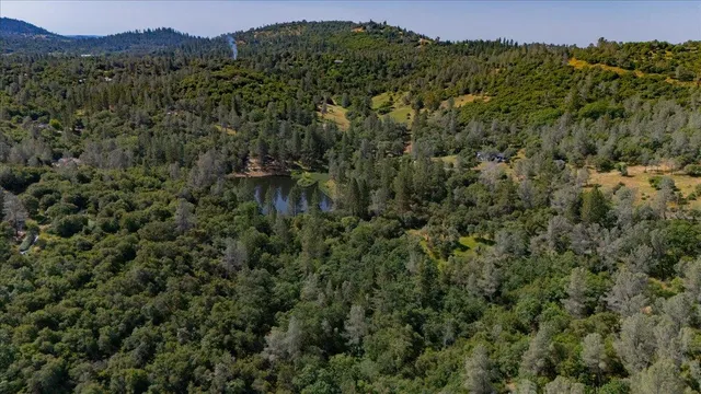 a view of a forest with a street