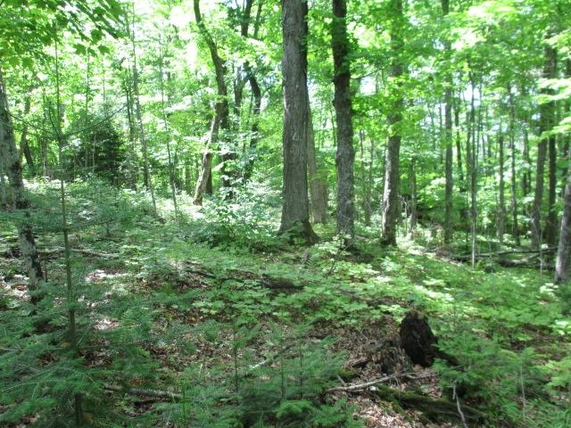 Lot 3 Fisher Lake Road East Mercer, WI 54547 - Photo 2 of 6 Gallery Image 2