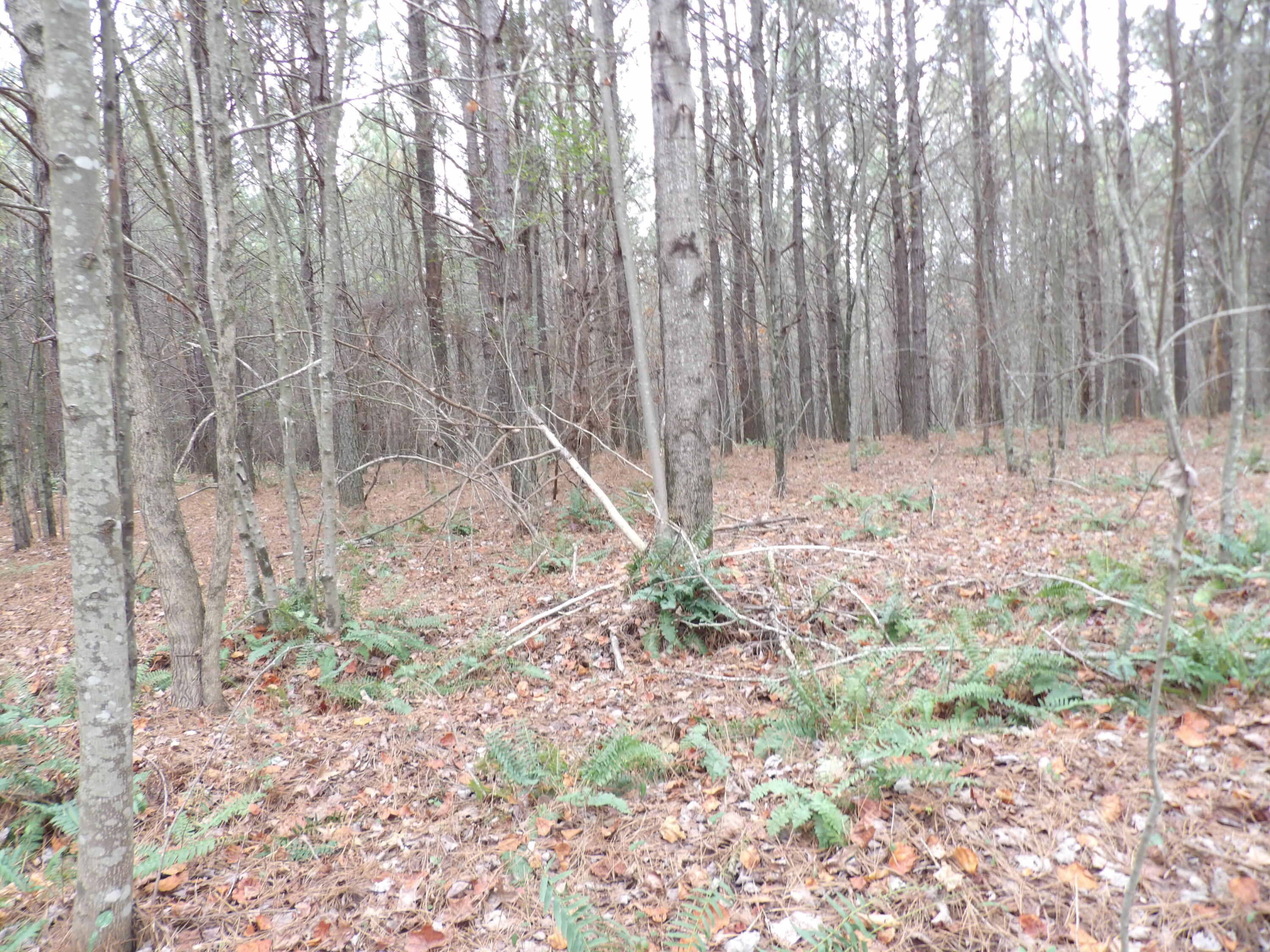 Lot 20 Summercity Road Evensville, TN 37332 - Photo 13 of 20 100_2071