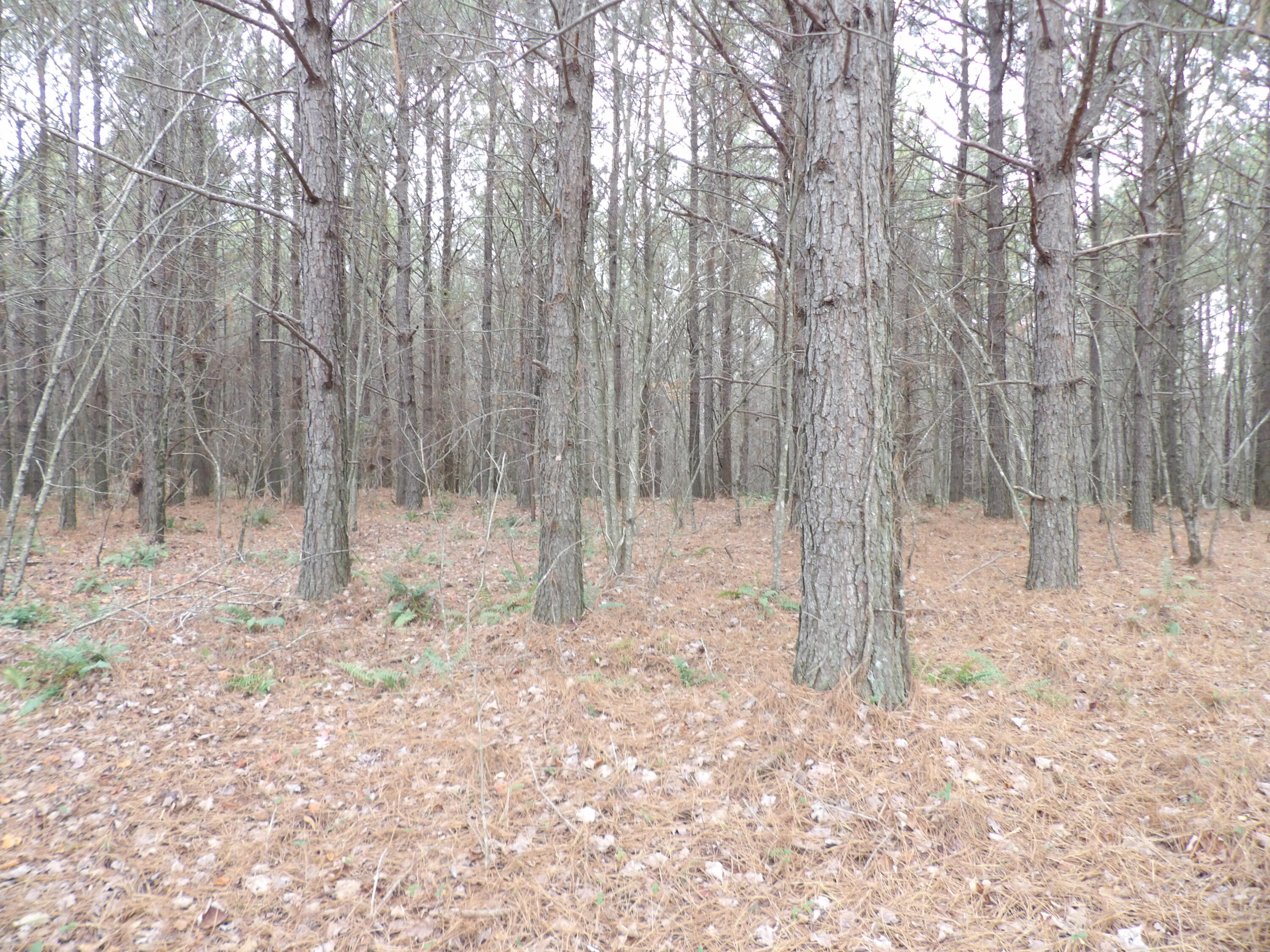 Lot 20 Summercity Road Evensville, TN 37332 - Photo 16 of 20 100_2073