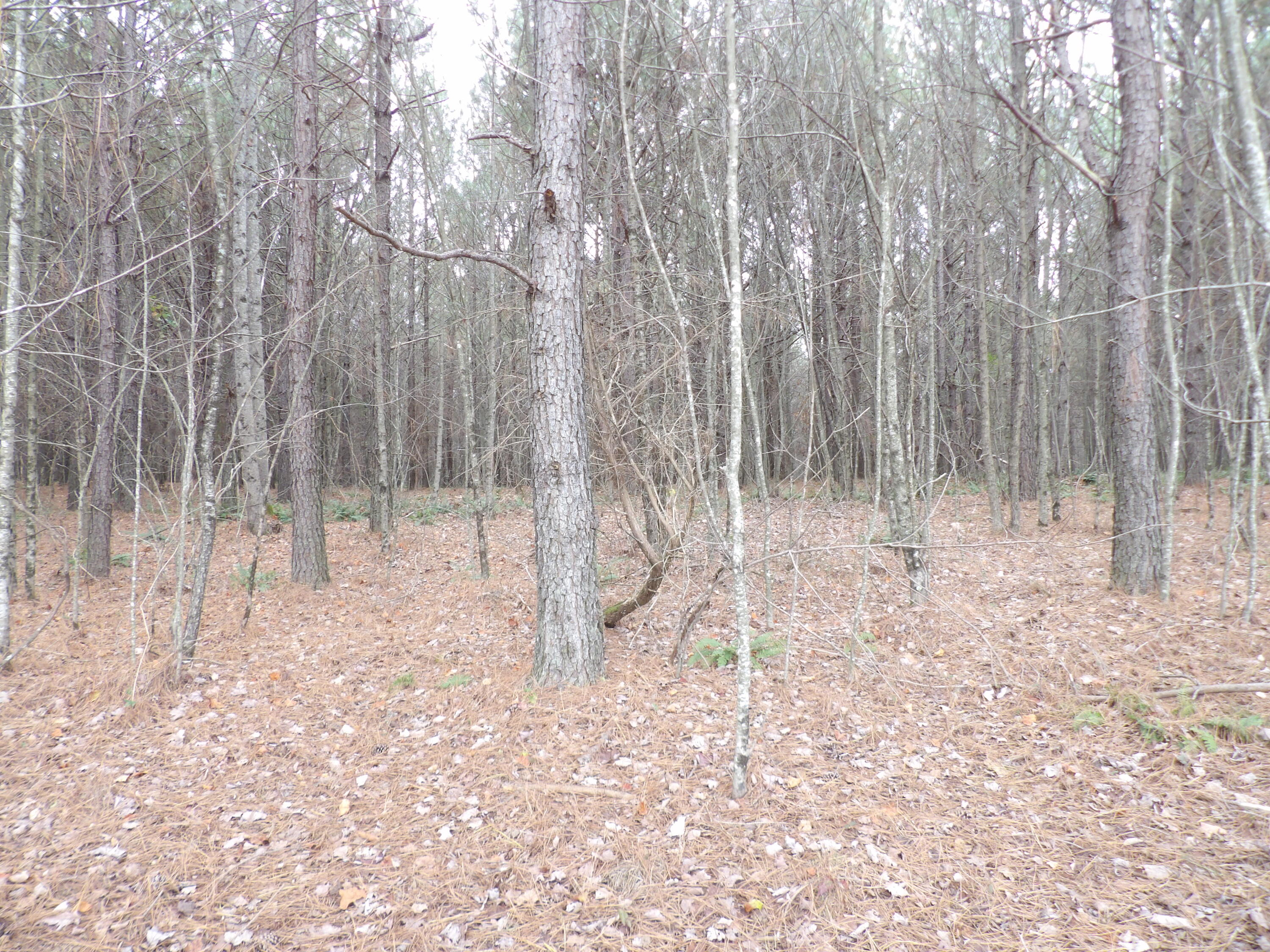 Lot 20 Summercity Road Evensville, TN 37332 - Photo 4 of 20 100_2061