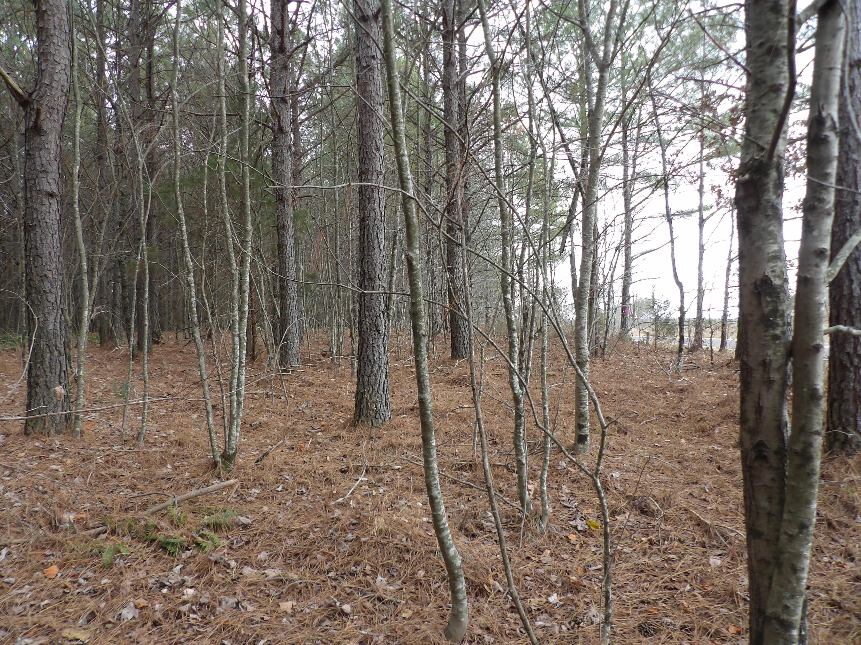 Lot 20 Summercity Road Evensville, TN 37332 - Photo 6 of 20 100_2063