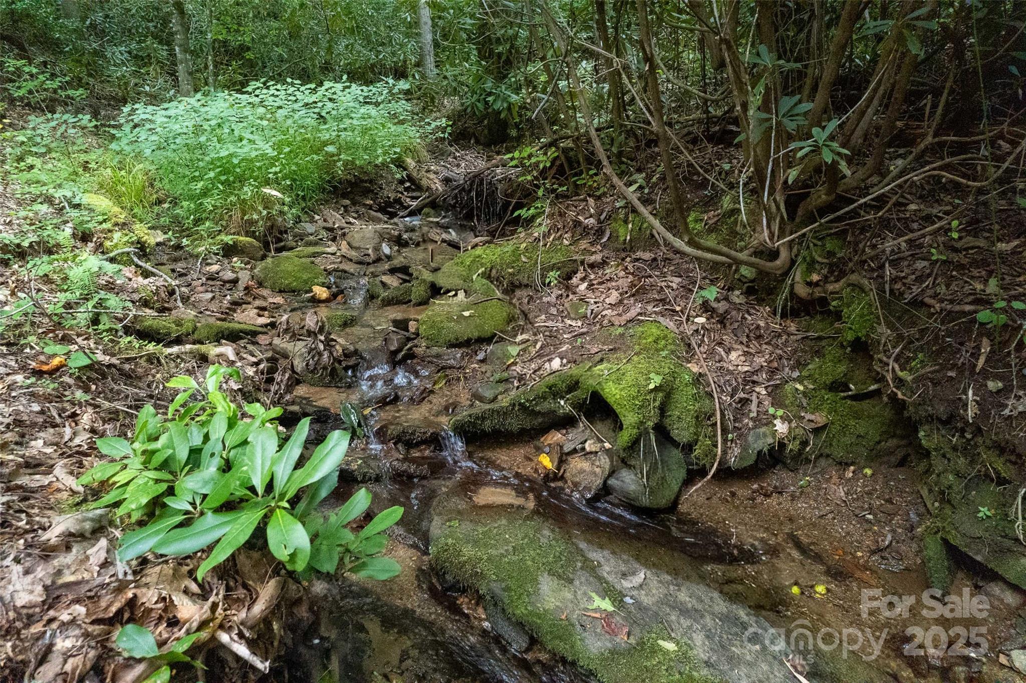 776 Still Branch Road Sylva, NC 28779 - Photo 35 of 43 a plant with lots of trees