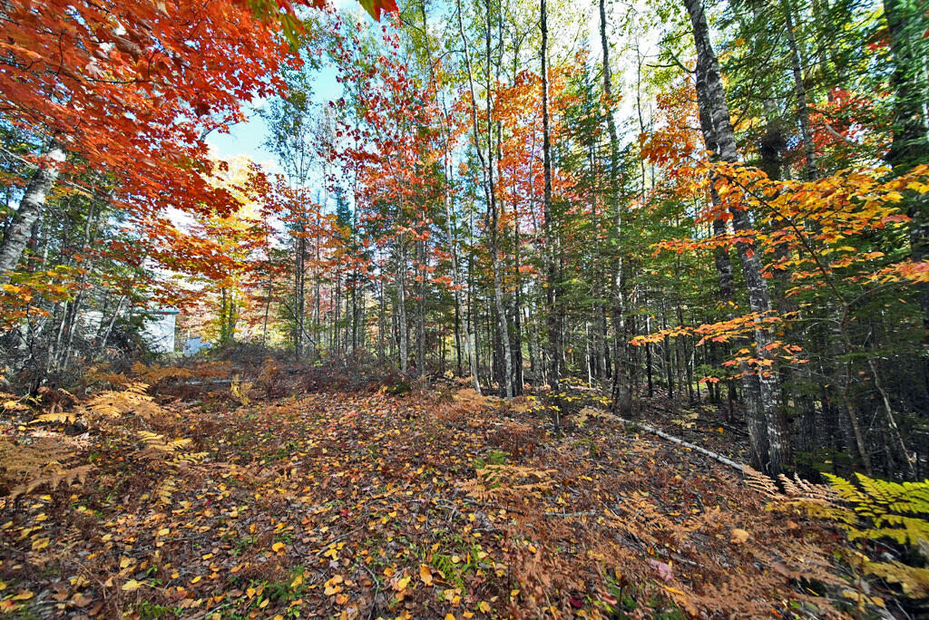 777 Bancroft Road Weston, ME 04424 - Photo 58 of 59 woods-trail-me-land
