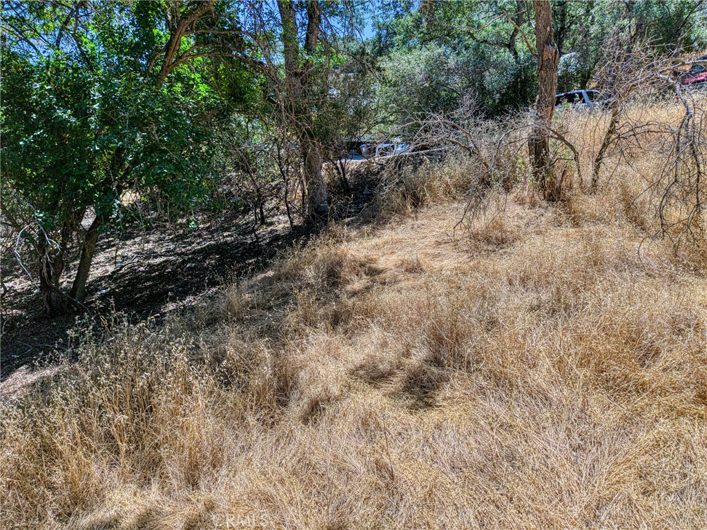 13020 Ridge Street Clearlake, CA 95422 - Photo 14 of 18 a view of a forest with trees