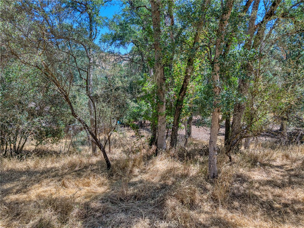 13020 Ridge Street Clearlake, CA 95422 - Photo 8 of 18 a view of a forest