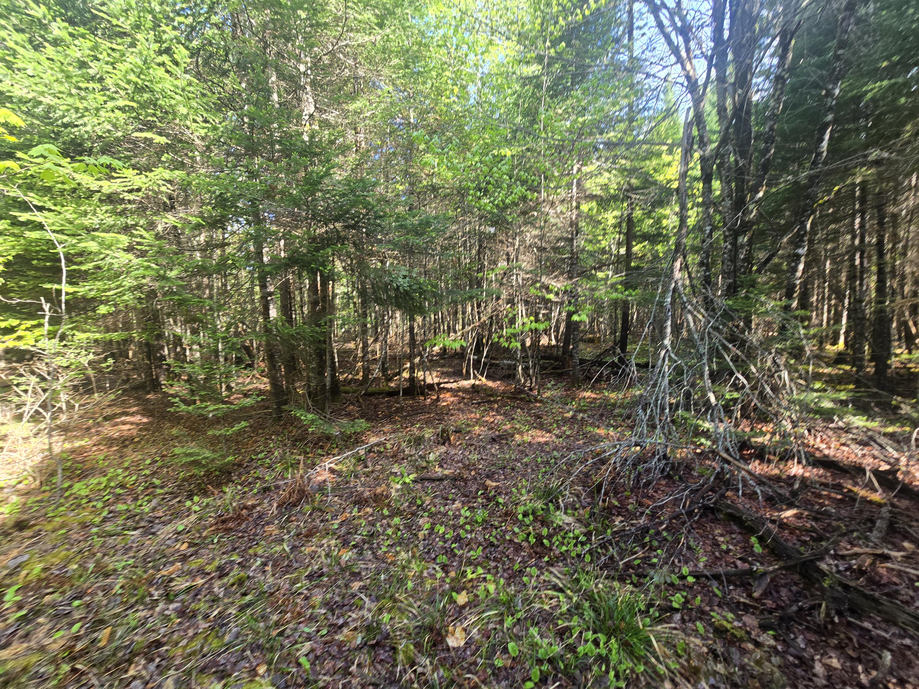 # Private Road Island Falls, ME 04747 - Photo 12 of 16 1000007505