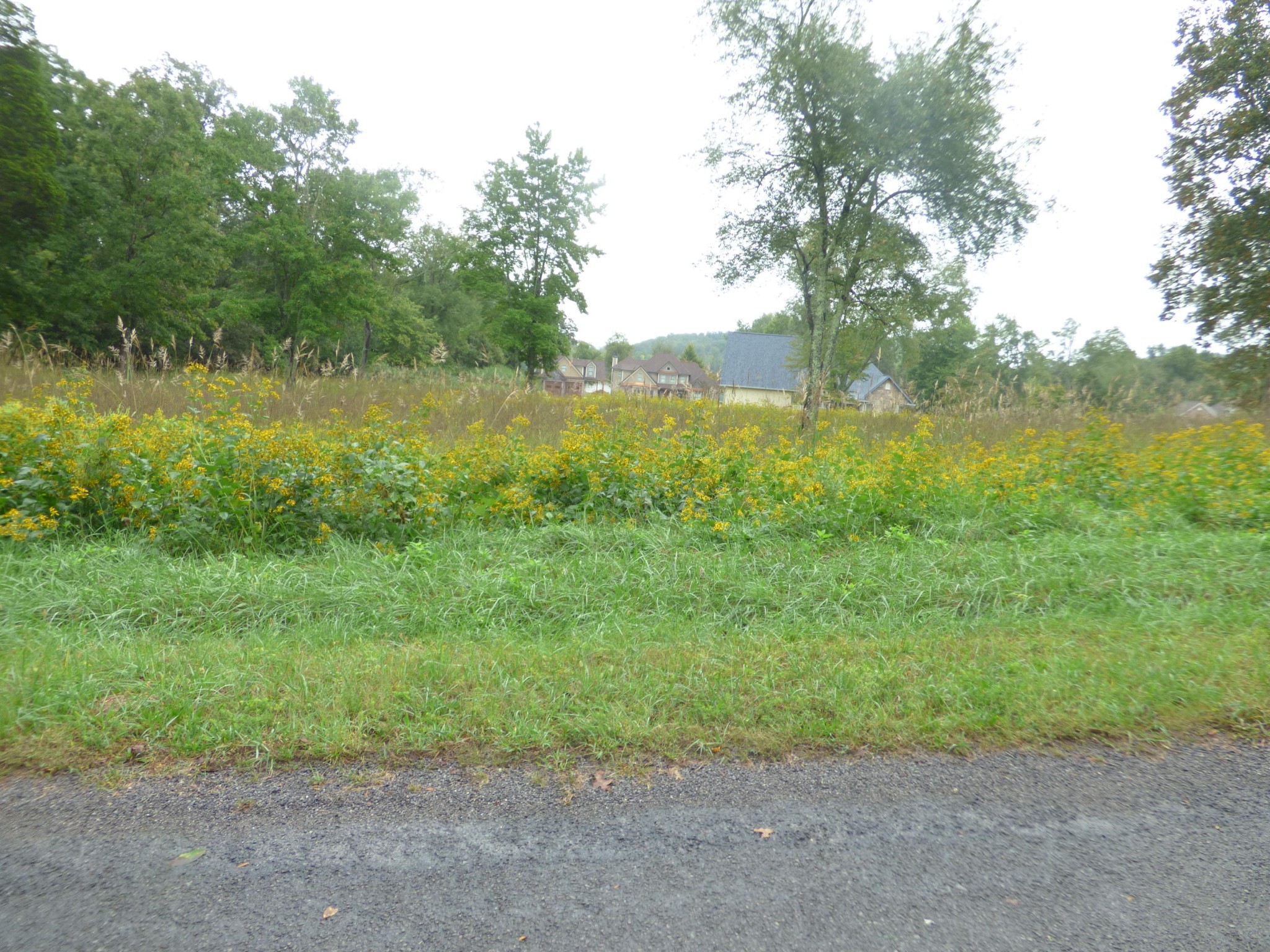 0 Stump Hollow Road Spring City, TN 37381 - Photo 8 of 12