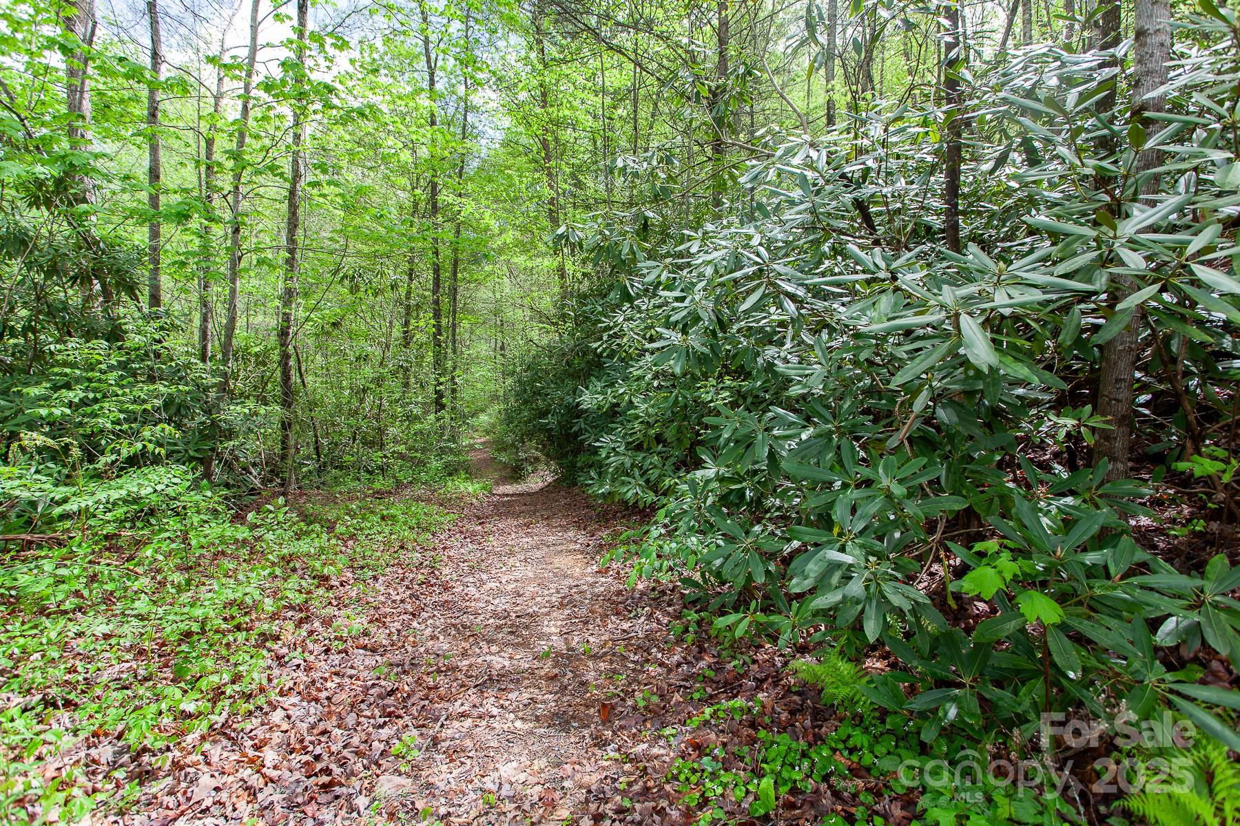 7042 Yellow Creek Road Robbinsville, NC 28771 - Photo 17 of 18 a view of a lush green forest