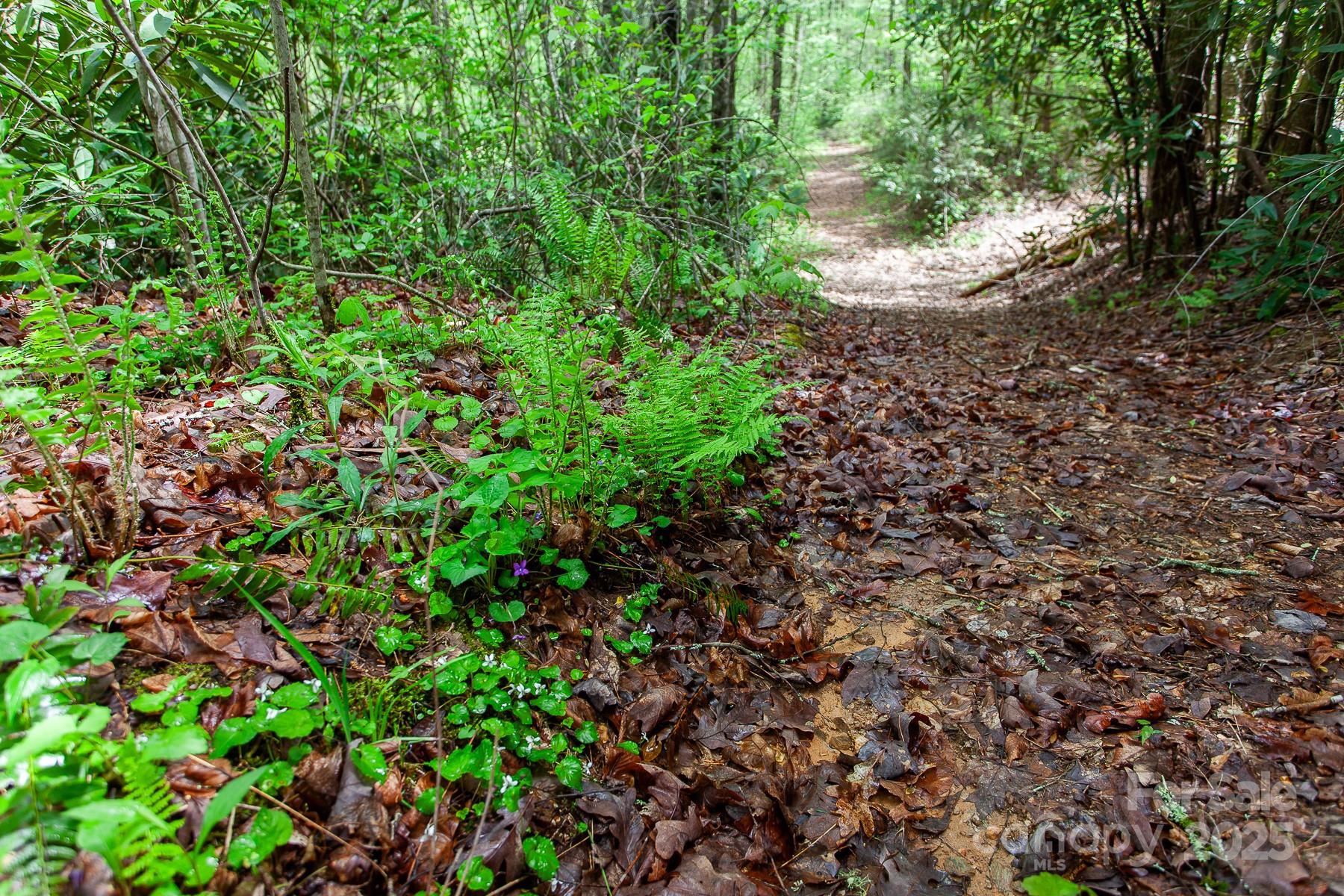7042 Yellow Creek Road Robbinsville, NC 28771 - Photo 18 of 18 a close up of a plant in a garden