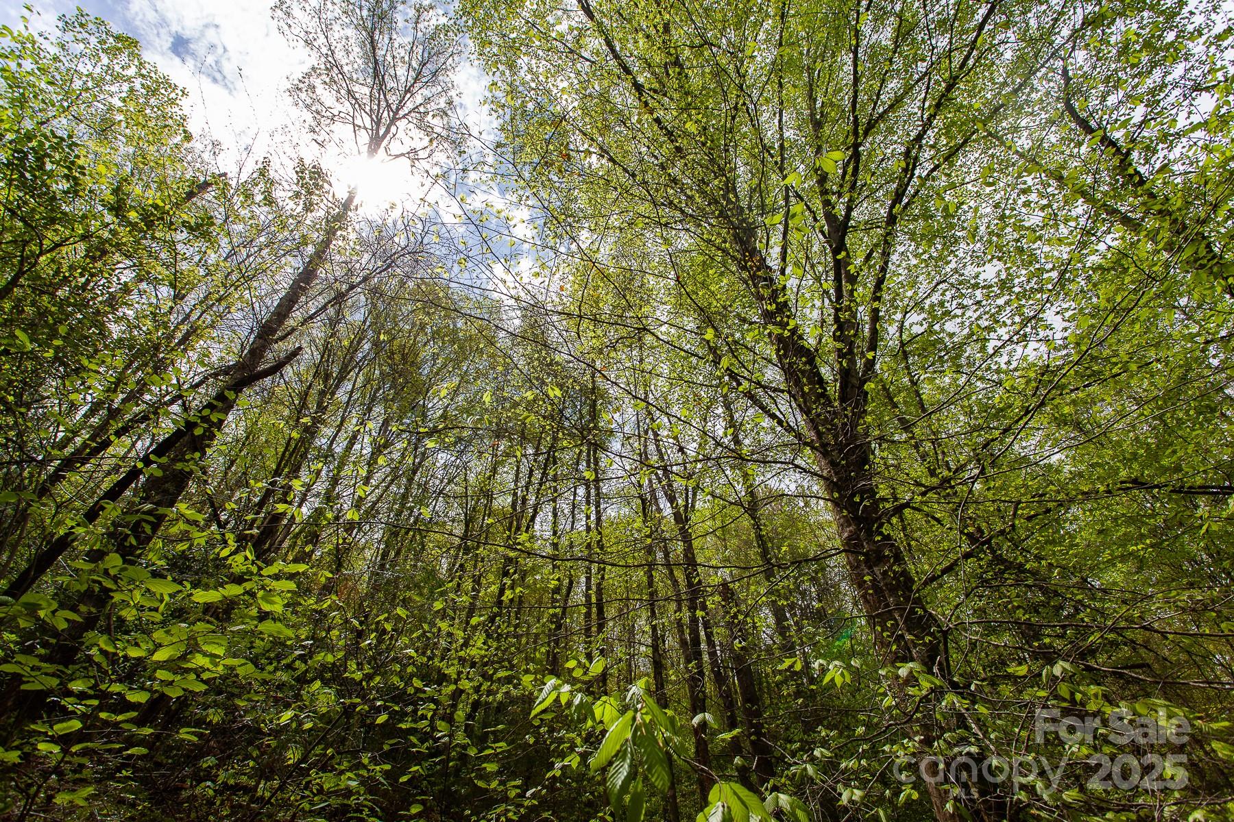 7042 Yellow Creek Road Robbinsville, NC 28771 - Photo 3 of 18 a backyard of a house with lots of green space