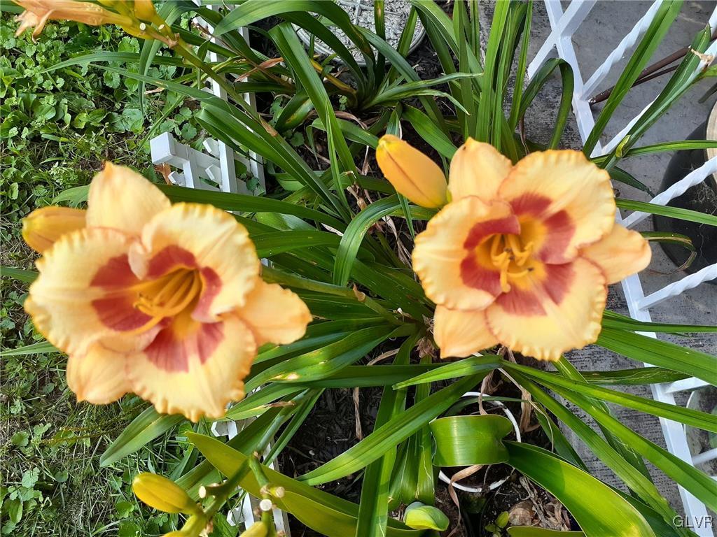 33 Alpine Drive Easton, PA 18045 - Photo 59 of 71 Back Yard Mustard Color Lilies