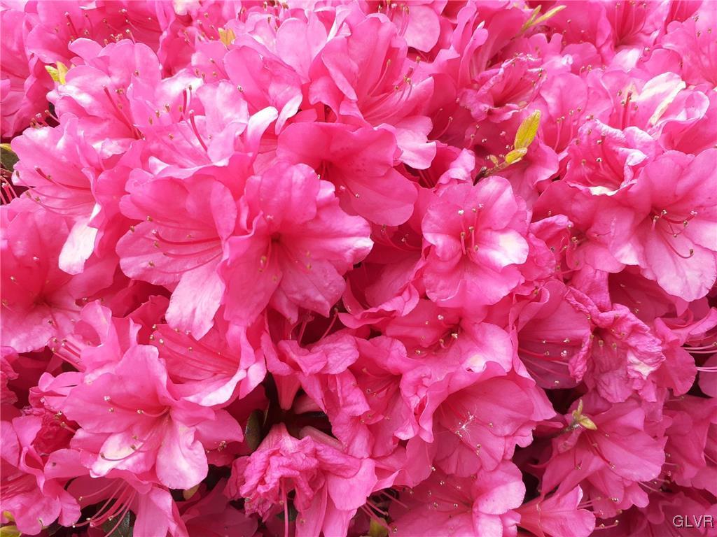 33 Alpine Drive Easton, PA 18045 - Photo 70 of 71 Azalea Bush Next to Front Porch