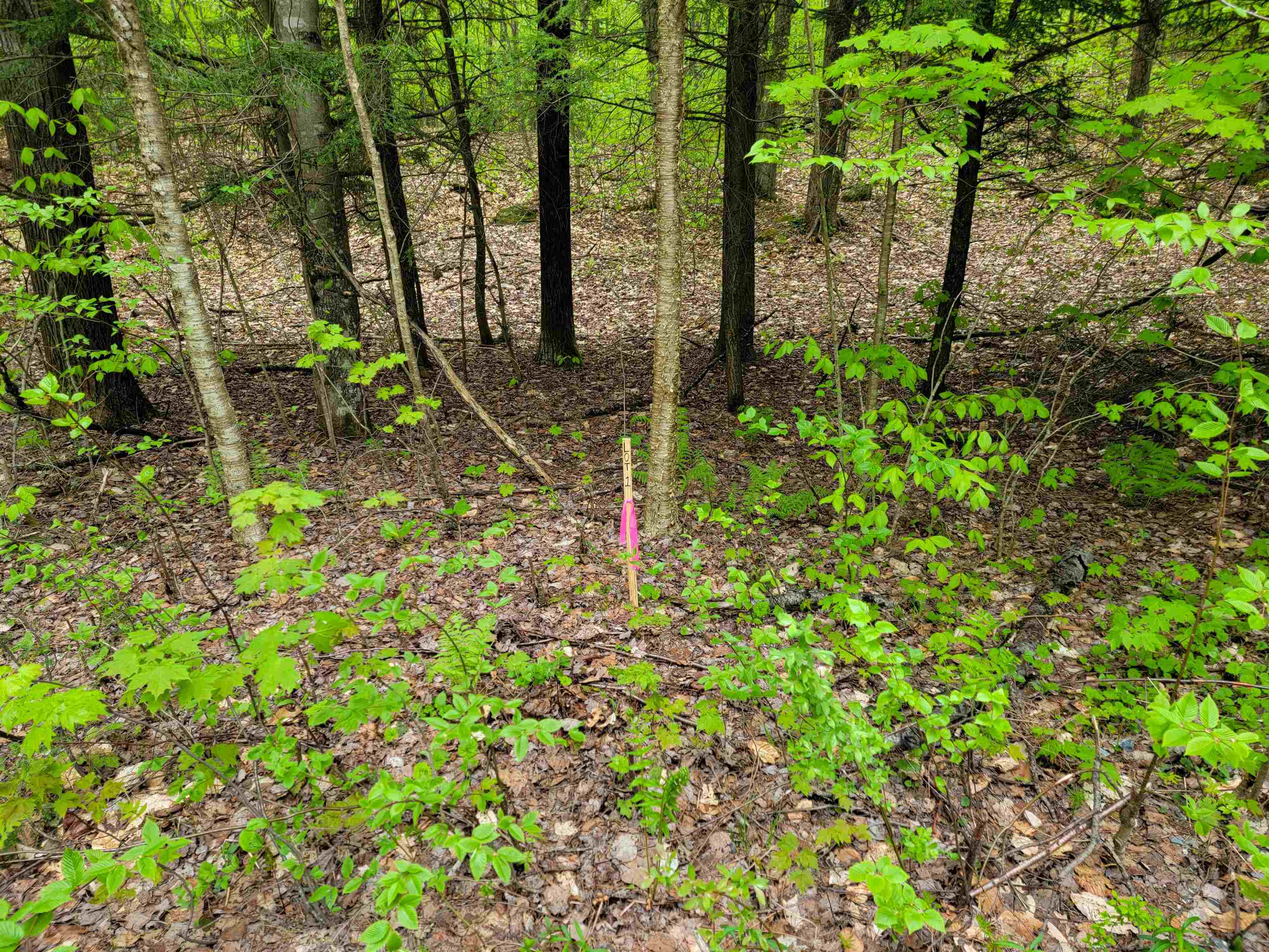 660 Brookview Lane Wolcott, VT 05680 - Photo 7 of 60