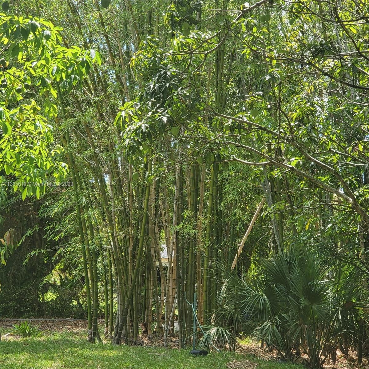 915 B Road Loxahatchee, FL 33470 - Photo 14 of 42 a view of a yard with a trees