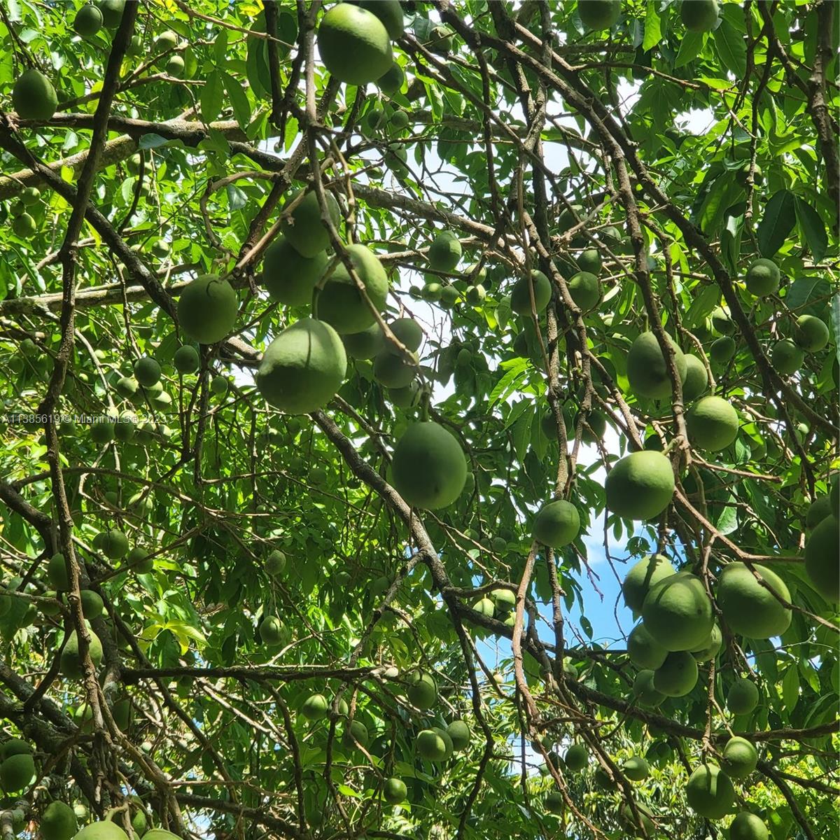915 B Road Loxahatchee, FL 33470 - Photo 16 of 42 a view of a tree