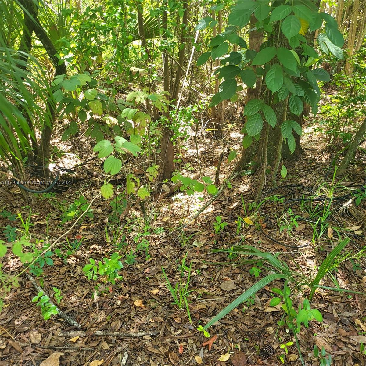915 B Road Loxahatchee, FL 33470 - Photo 8 of 42 a view of a tree