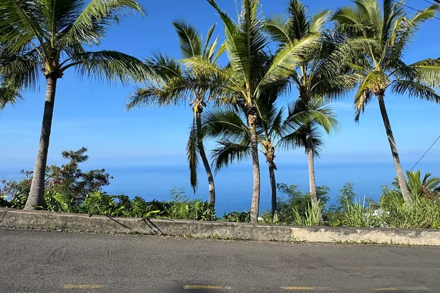 a view of outdoor space with palm trees