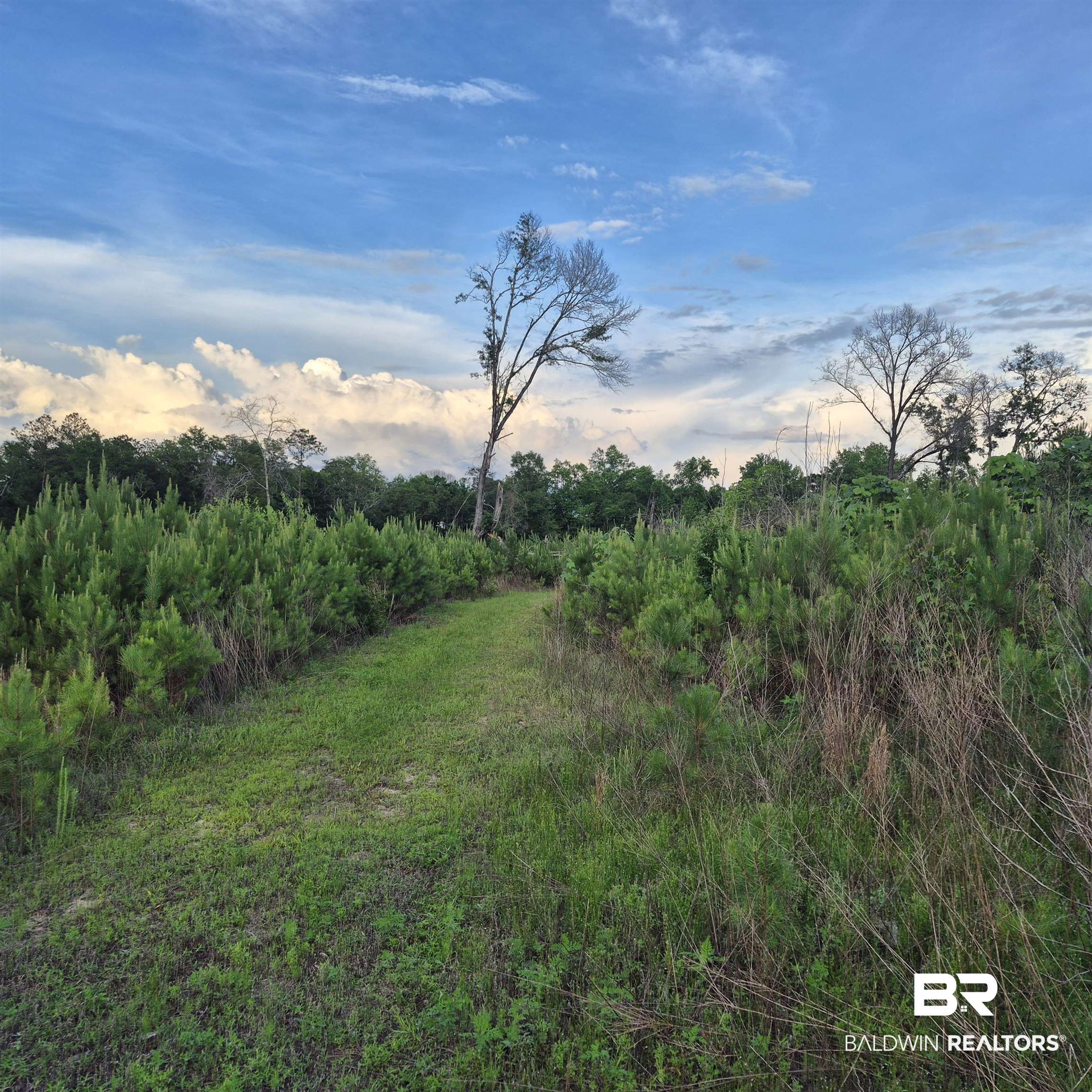 0 Brooklyn Road Evergreen, AL 36401 - Photo 5 of 15