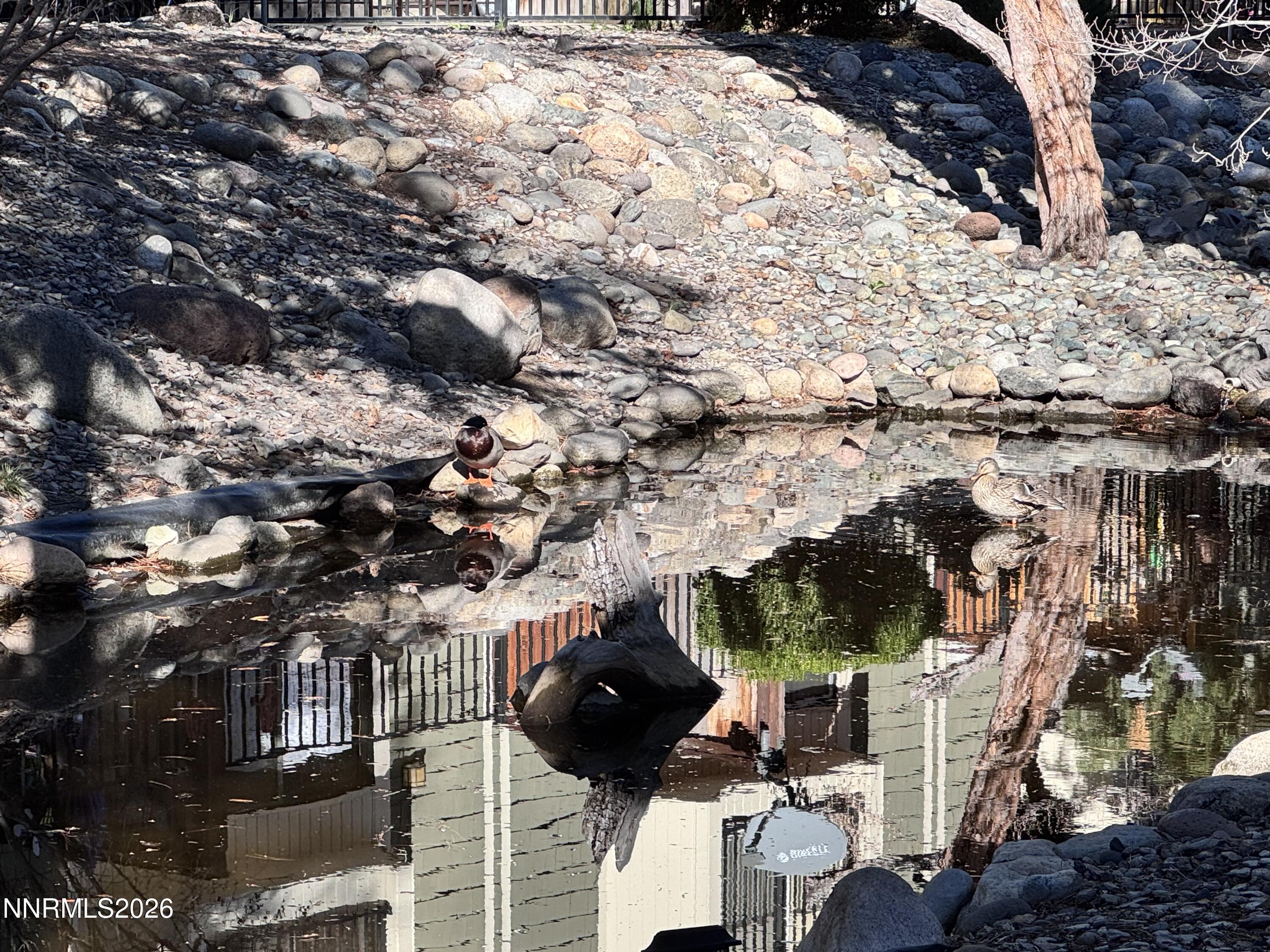 3012 Eastshore Place Reno, NV 89509 - Photo 22 of 32 Pond w_ducks