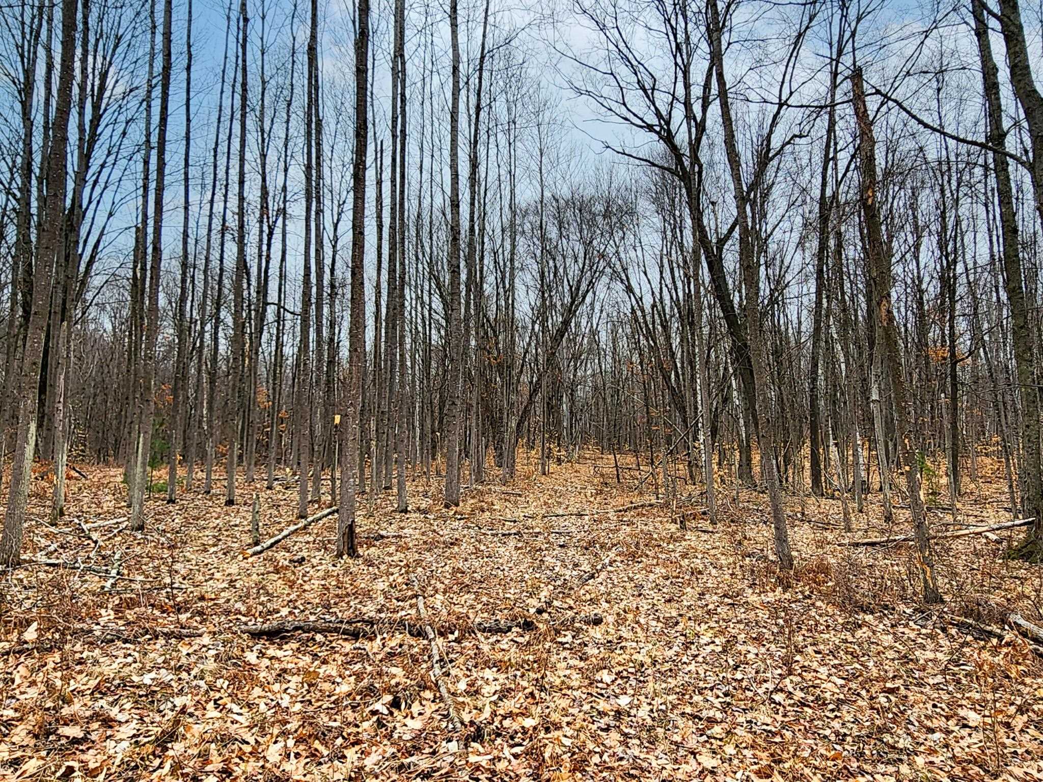 26-acres Mostetler Road Harrison, MI 48625 - Photo 11 of 18 Gallery Image 11