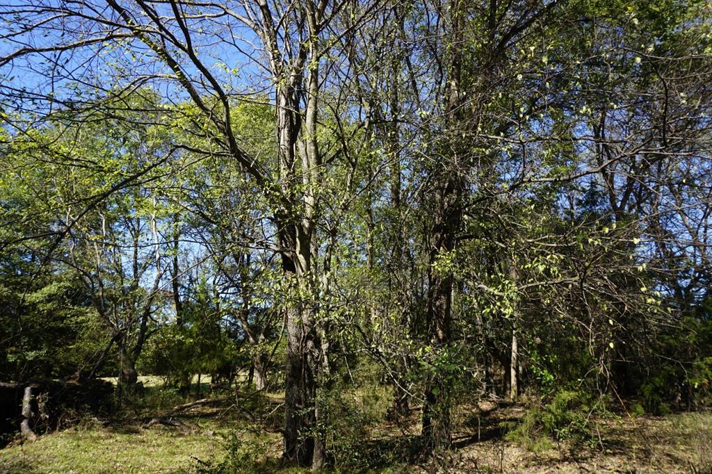 4301 Plainview Road Naples, TX 75568 - Photo 18 of 23 a view of a tree
