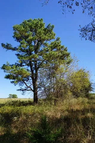 a view of house with swimming pool