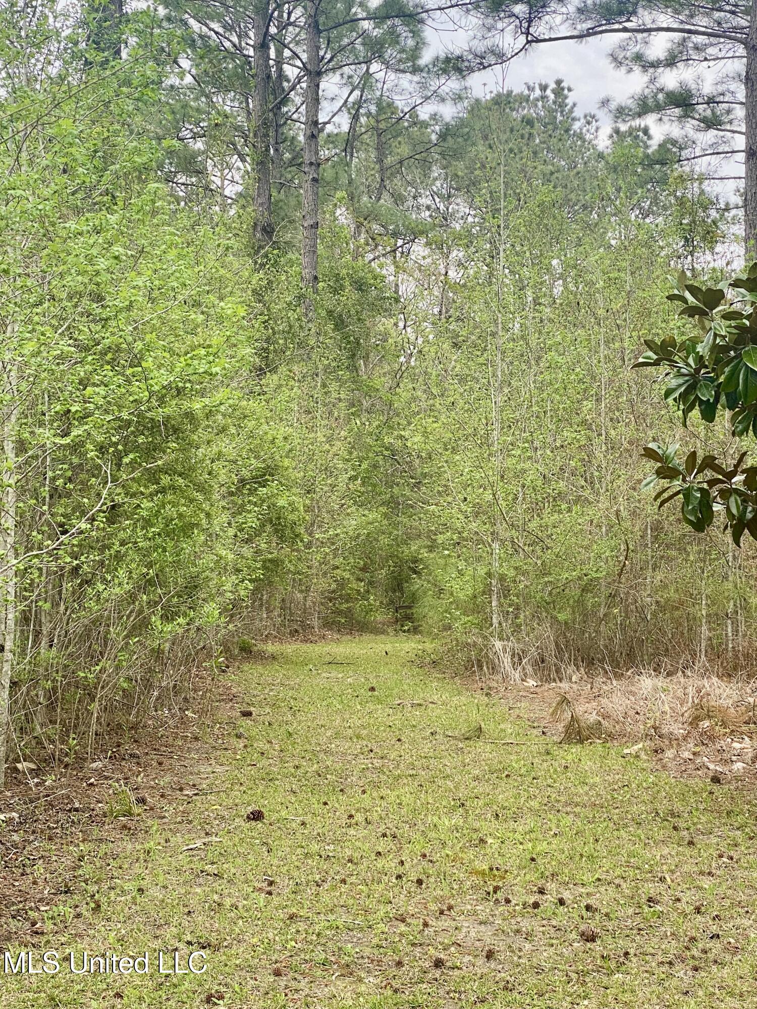 299 Quitman Perry Road Carriere, MS 39426 - Photo 68 of 79 65, Land, IMG_2858