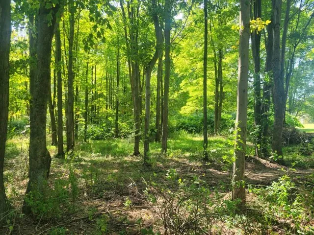 a view of outdoor space and trees