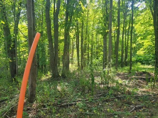 a yard with lots of green space and trees